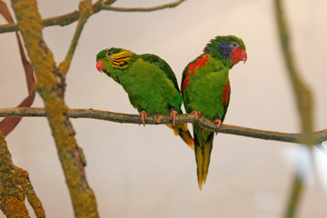 colorful parrot on a branch