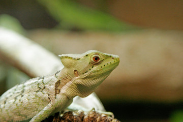 green lizard