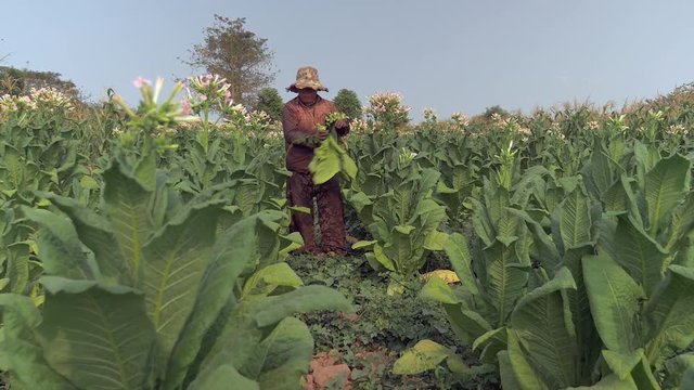 woman farmer harvesting leaves starting on the bottom of the tobacco plant; Picked off leaves put under arm