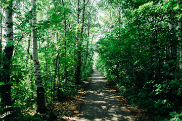 Fototapeta premium green trees in the forest in the sunlight