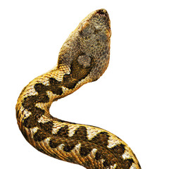 isolated head of Vipera ammodytes