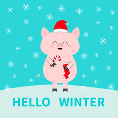 Merry Christmas. Pig holding candy cane, sock. Red Santa Claus hat. Cute funny cartoon character on snowdrift. Flat design. Blue winter background with snow flake.