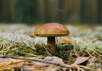 mushroom in the forest