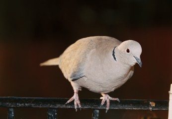 pigeon on white background
