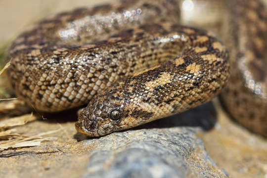 javelin sand boa portrait, juvenile