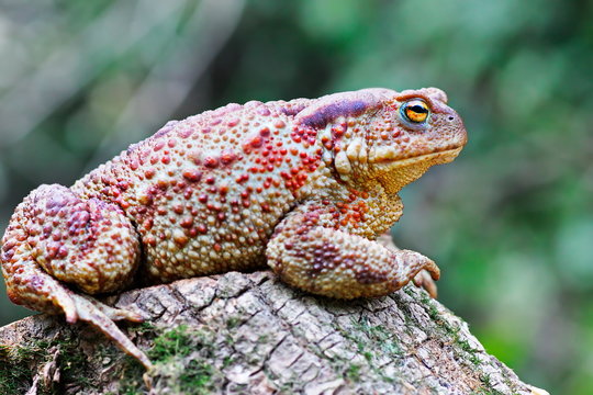large brown toad on stump