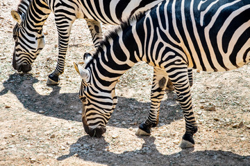 Fototapeta na wymiar Two beautiful african zebras at zoo