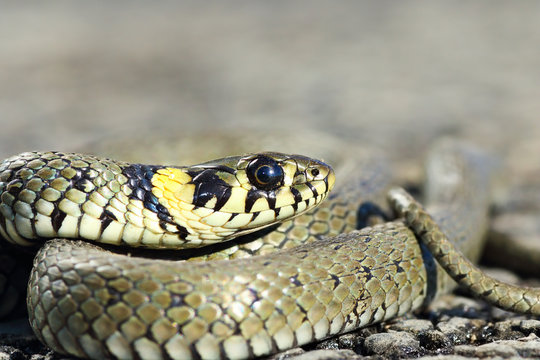 macro portrait of grass snake head