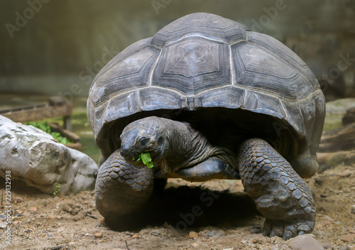 The Dark Aldabra Tortoise Science Name Aldabrachelys The Dark Aldabra Tortoise Science Name Aldabrachelys