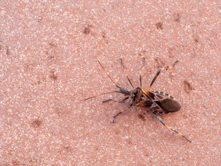 Insect pest, Western conifer seed bug, Leptoglossus occidentalis, sometimes abbreviated as WCSB.