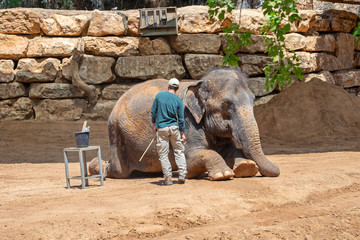 Elephant keeper clean his lying animal