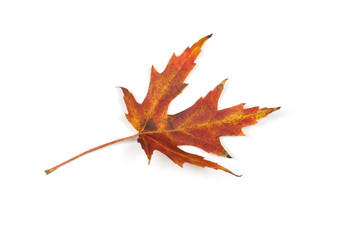 Autumn leaves isolated on white