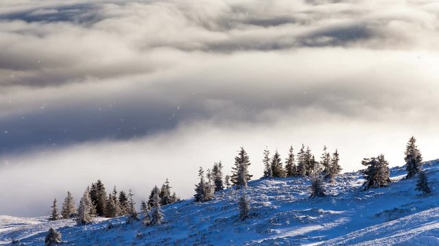 Falling snow in a winter mountain with snow covered trees, slow motion