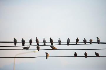 Birds gather together on high-voltage lines in the air.