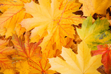 Naklejka na ściany i meble Autumn background with yellow leaves