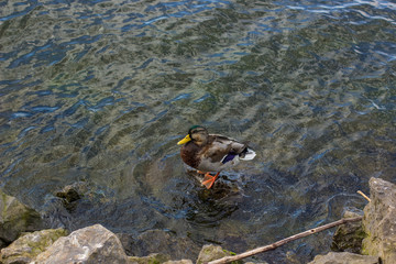 duck wild animal sit on stone on water nature environment 