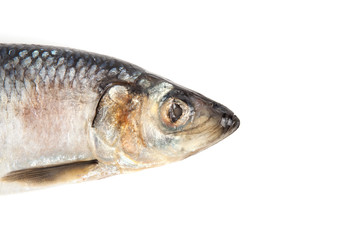 Fresh atlantic mackerel isolated on white