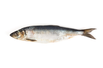 Fototapeta premium Fresh atlantic mackerel isolated on white