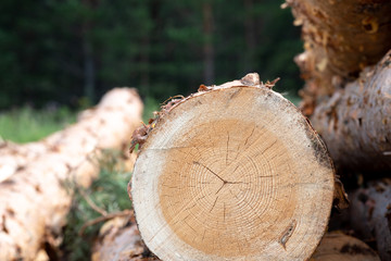 against the background of the forest in the summer end to us is a tree