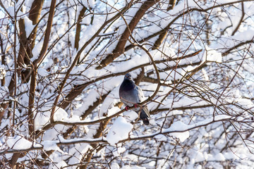 One dove sits on a snowy branch. Snowy forest background.