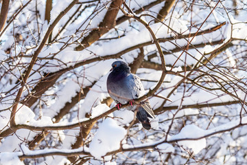 One dove sits on a snowy branch. Snowy forest background.
