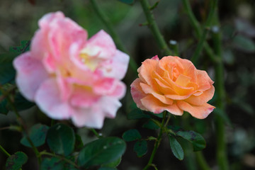 オレンジ色のばら