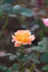 オレンジ色のばら