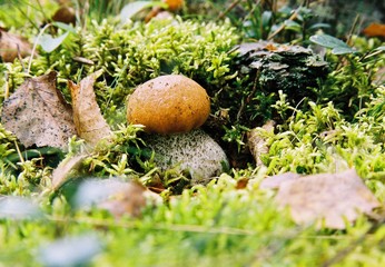 mushroom in forest