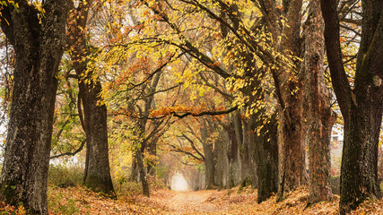 Obraz premium Beautiful autumn lane in the forest.