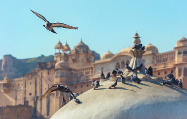 Fototapeta na wymiar Pigeons flying in front of the famous Amer fort in Jaipur - Rajasthan, India