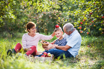 A senior couple with small grandson in apple orchard, having fun.