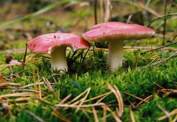 mushroom in forest