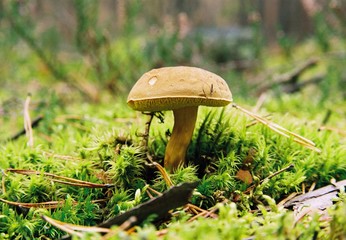 mushroom in the moss