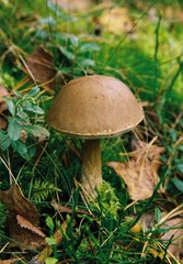 mushroom in forest