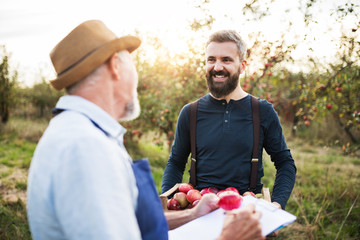A senior man with adult son picking apples in orchard in autumn.
