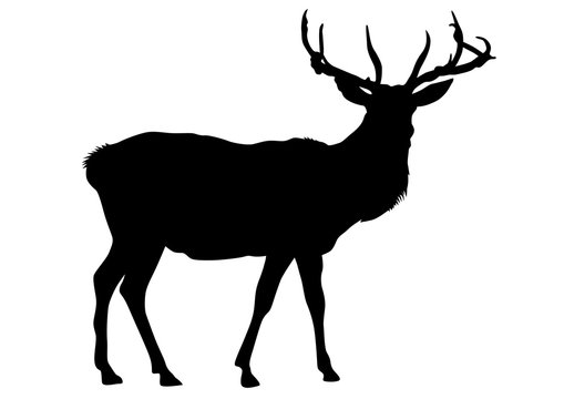 Wild deer with horns on a white background