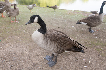 geese on the lake