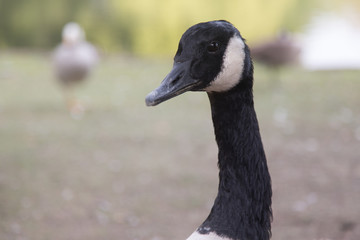 portrait of a goose