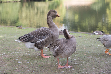 geese on the lake