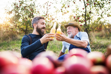 A senior man with adult son holding bottles with cider in apple orchard in autumn.