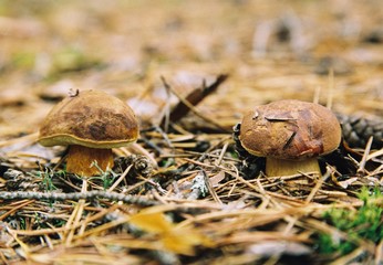mushrooms in forest