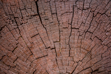 Close up of dark brown wooden stump with annual rings as pattern. Abstract natural texture background