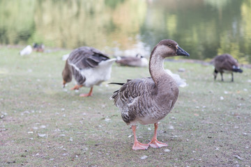 Naklejka na ściany i meble geese on the lake