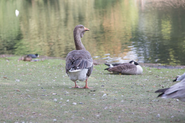 goose on lake