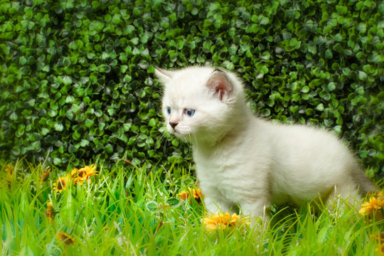 British Shorthair kitten with blue eyes on the green grass.