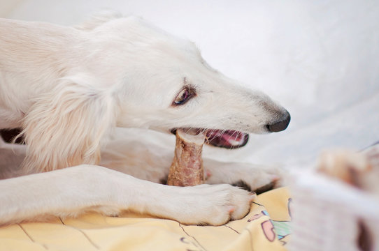 A little and cute purebred white saluki puppy dog (persian greyhound) eating a bone relaxed at home and holding it with her paws.