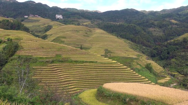   Longsheng ( Longji )  Rice Terraces Fields, Guangxi,&nbsp;China&nbsp;