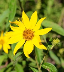 Obraz premium A close view of the bright yellow flower in the garden. 