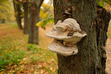 Chaga mushroom on a tree. Mushroom parasite tinder on tree