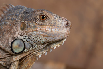 Close up of a blue iguana on a wooden background